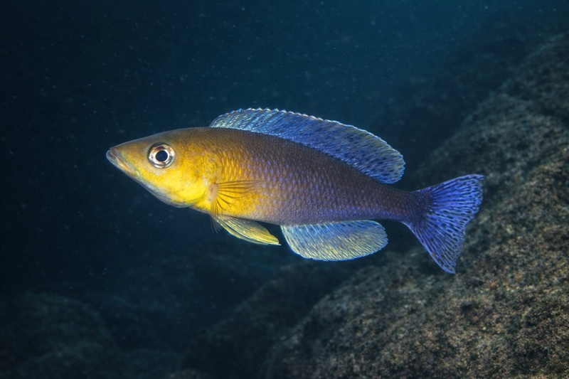 Cyprichromis sp. 'dwarf jumbo' Kigoma